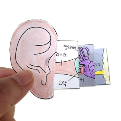 [마이사이언스] 귀의 내부 구조 (30매)