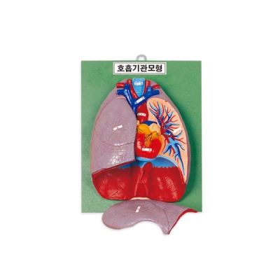 호흡기관 모형