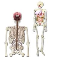 [와니사이언스] 인체 모형 만들기(75cm, 코·기관,신경계포함)(5명 세트)